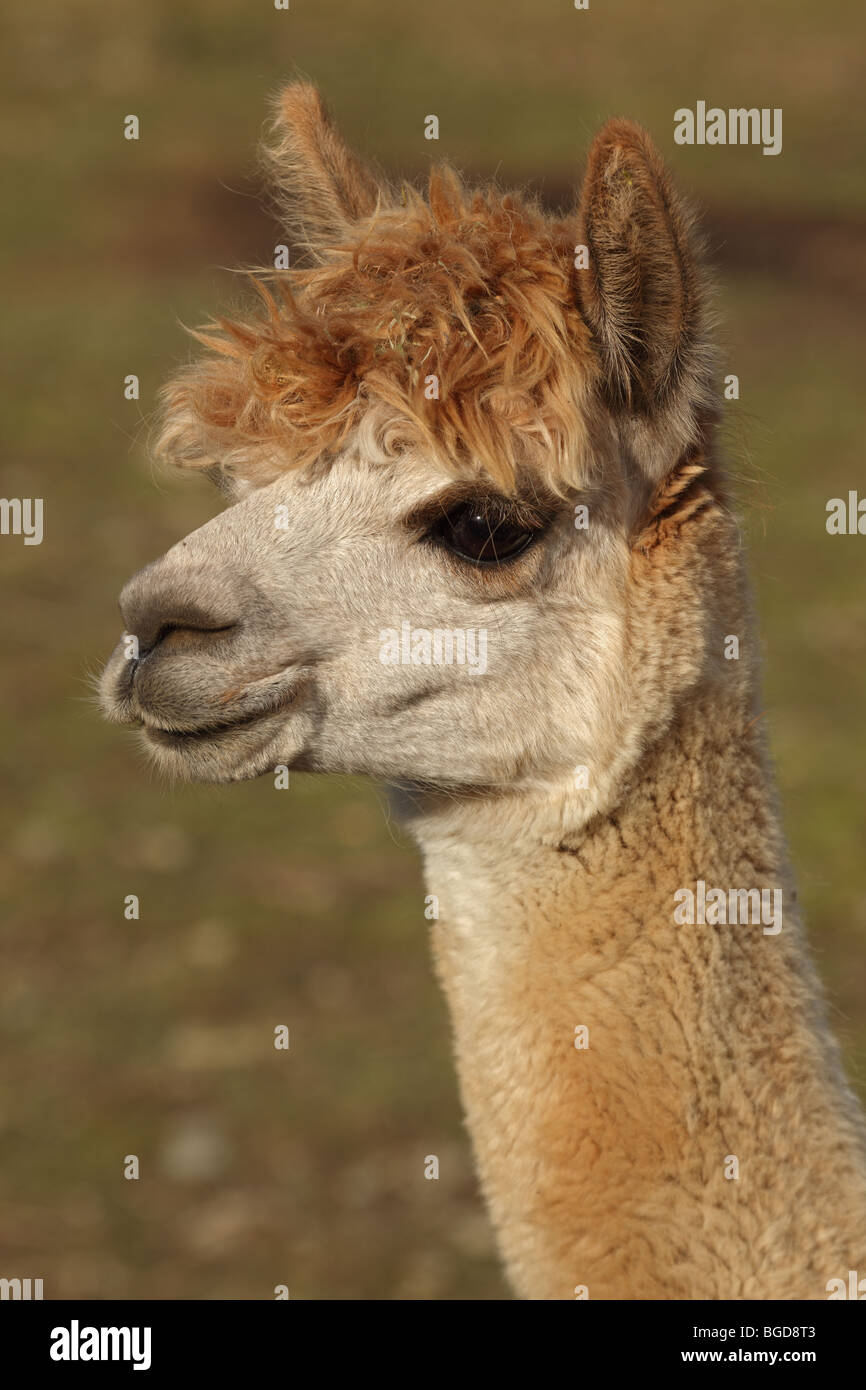 Alpaca (Lama pacos) - New York - USA - A domesticated South American hoofed mammal related to the llama Stock Photo