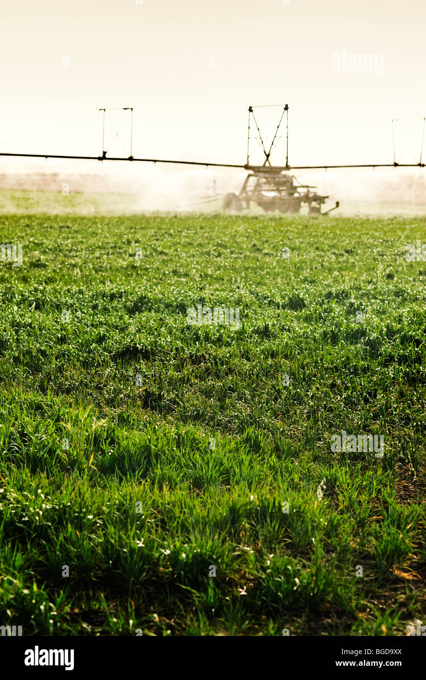 Oat crop being irrigated in Queensland Australia Stock Photo