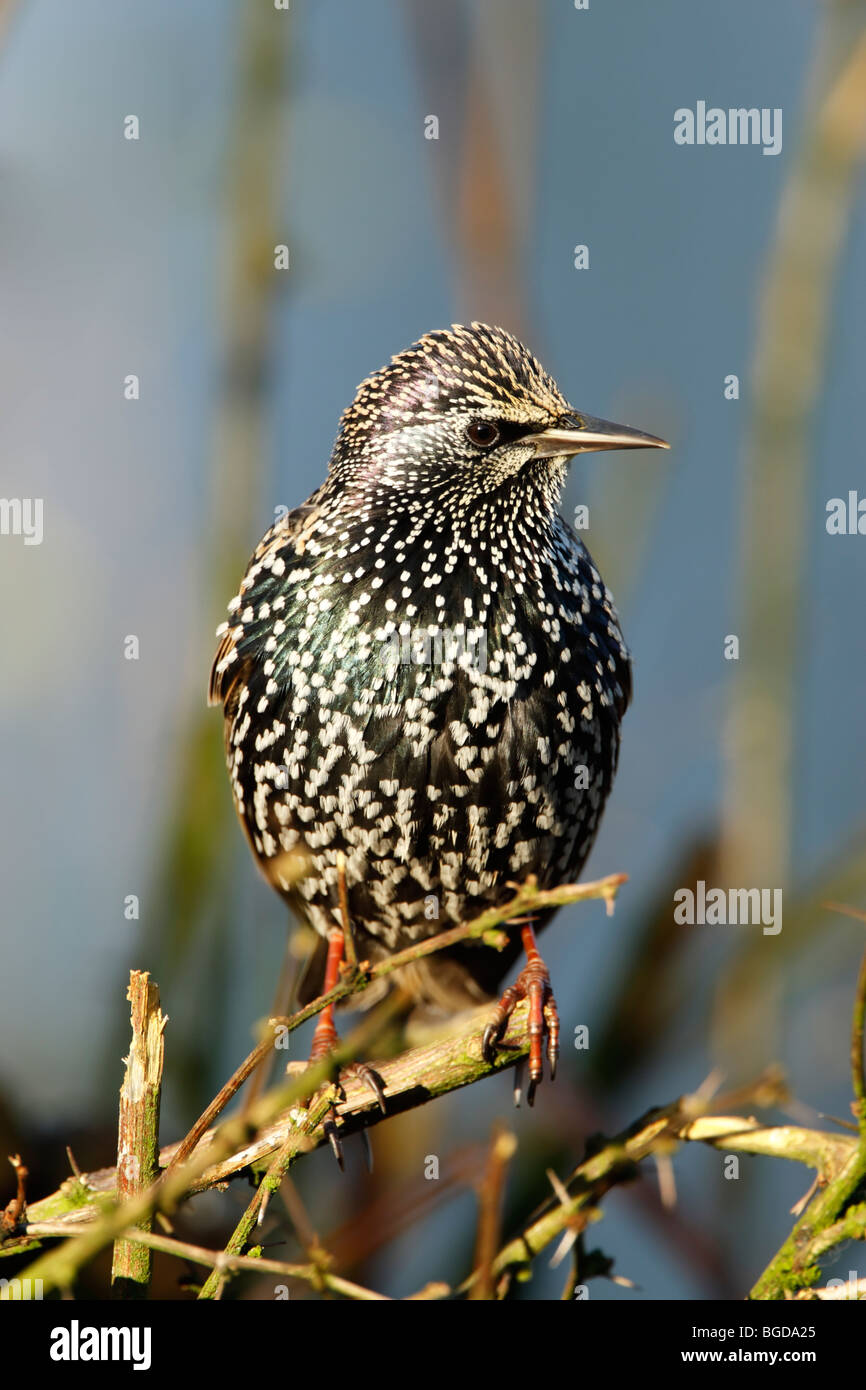 Starling (Sturnus vulagris) in winter plumage showing spots and iridescent feathers while perched in a garden bush Stock Photo