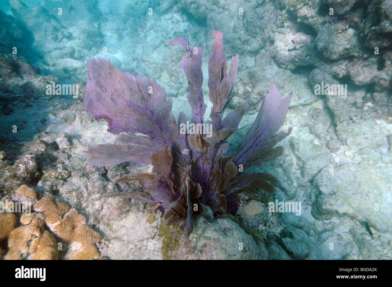 Key west coral reef hires stock photography and images Alamy