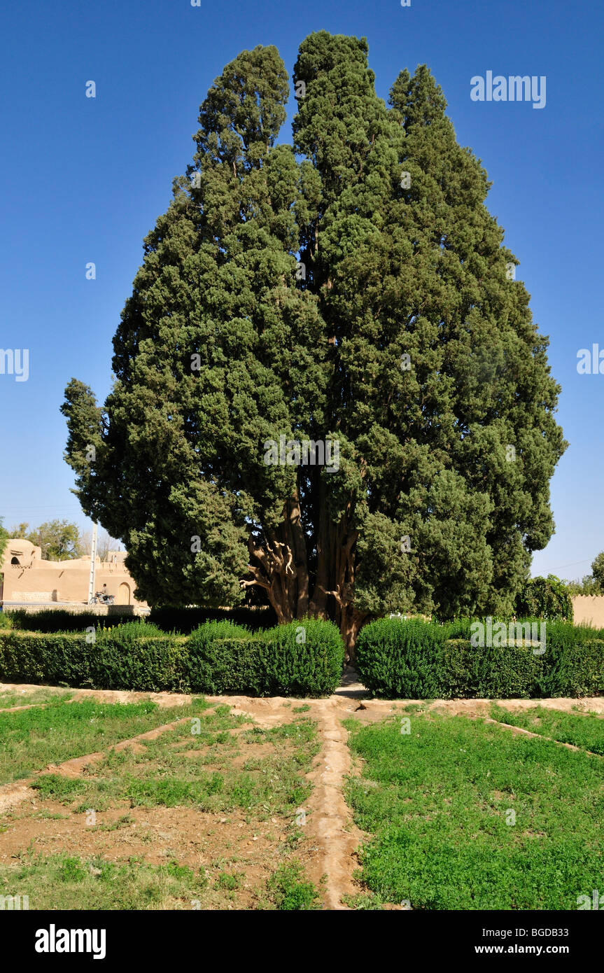 4000-year-old cypress tree, Abarkuh, Yazd, Persia, Iran, Asia Stock Photo