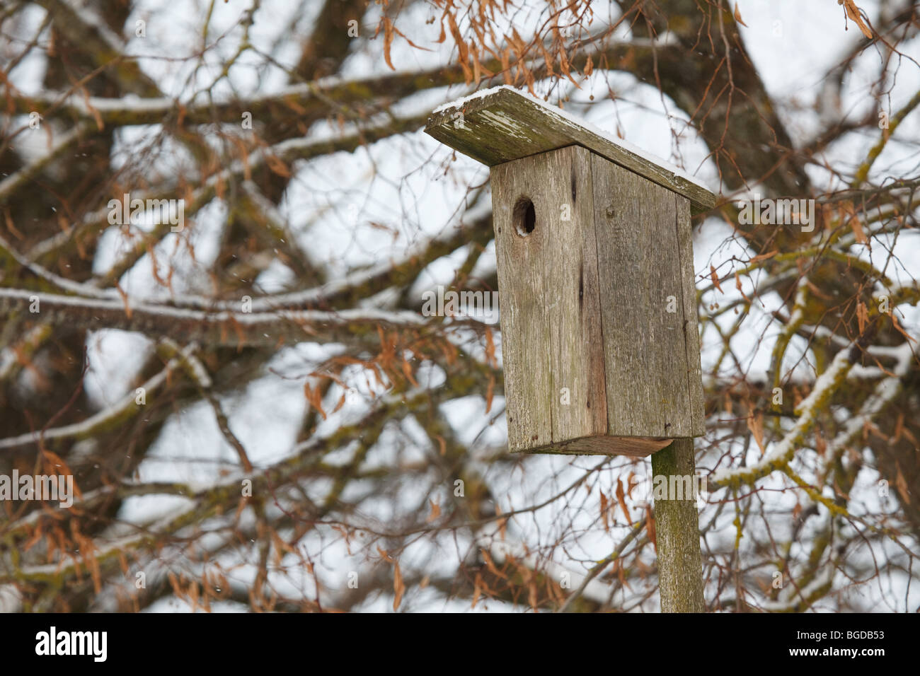 Birdhouse in tree at wintertime. Stock Photo
