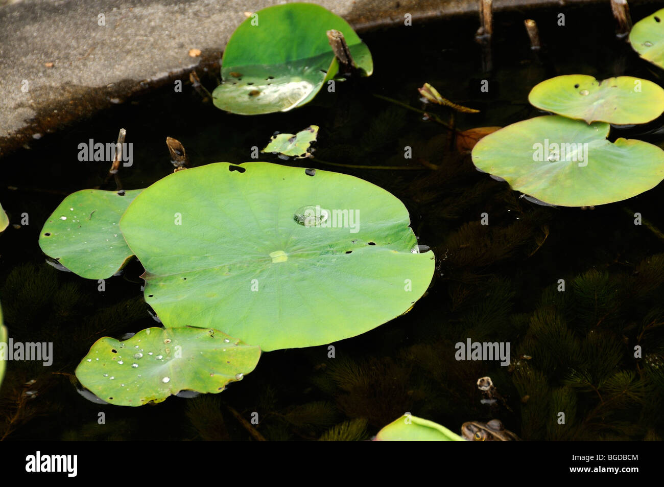 Lotus leaves, lotus effect, Kyoto, Japan, East Asia, Asia Stock Photo