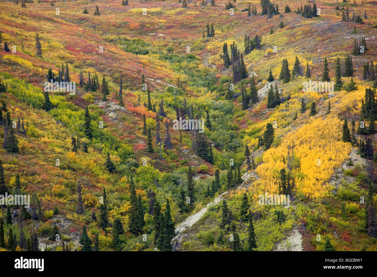 Sub alpine vegetation, leaves in fall colours, Indian summer, hillside on Kusawa Ridge, Kusawa Lake, Yukon Territory, Canada Stock Photo