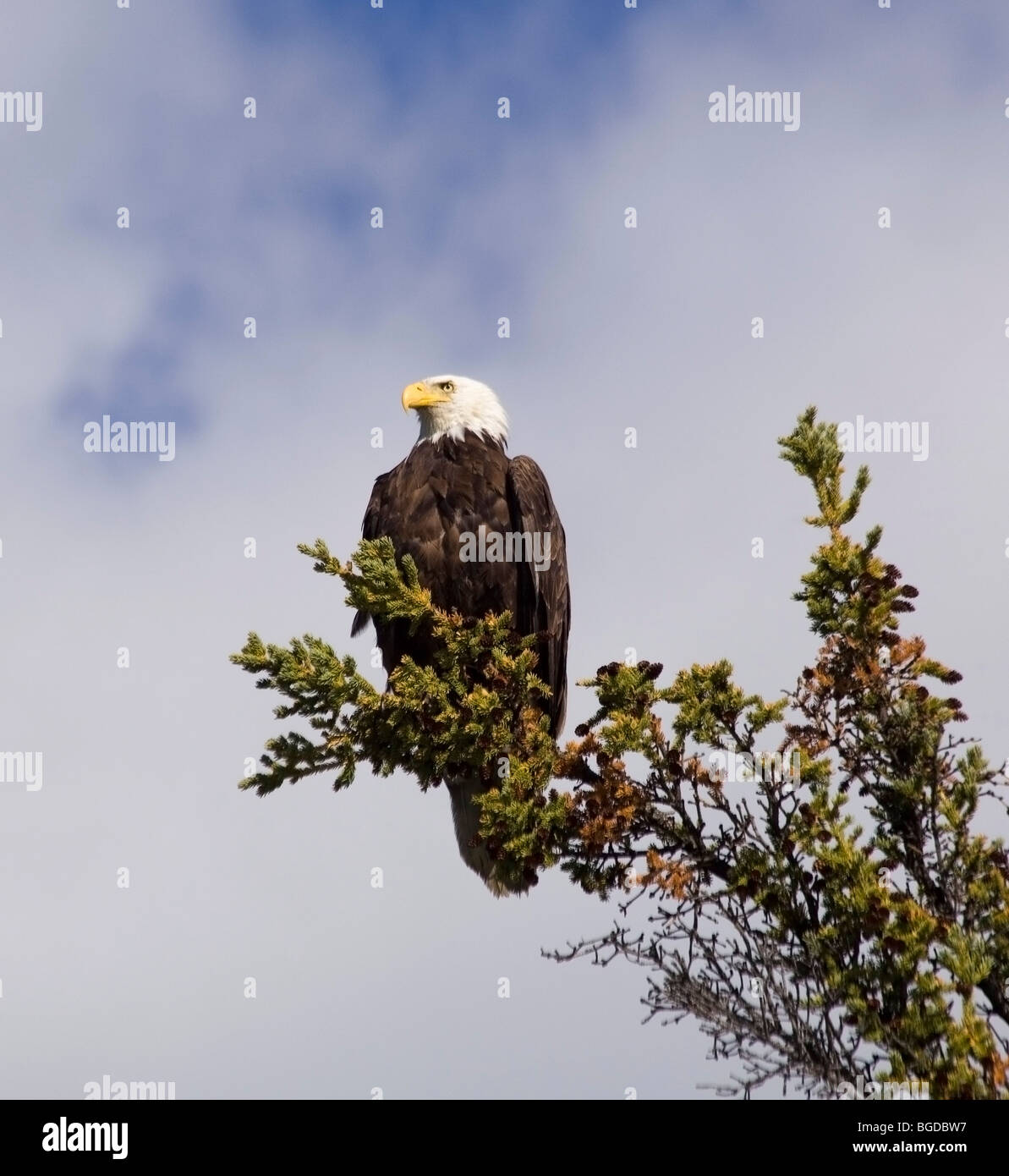 Adult Bald Eagle (Haliaeetus leucocephalus) perched on a spruce tree, looking for dead salmon, Takhini River, Yukon Territory,  Stock Photo