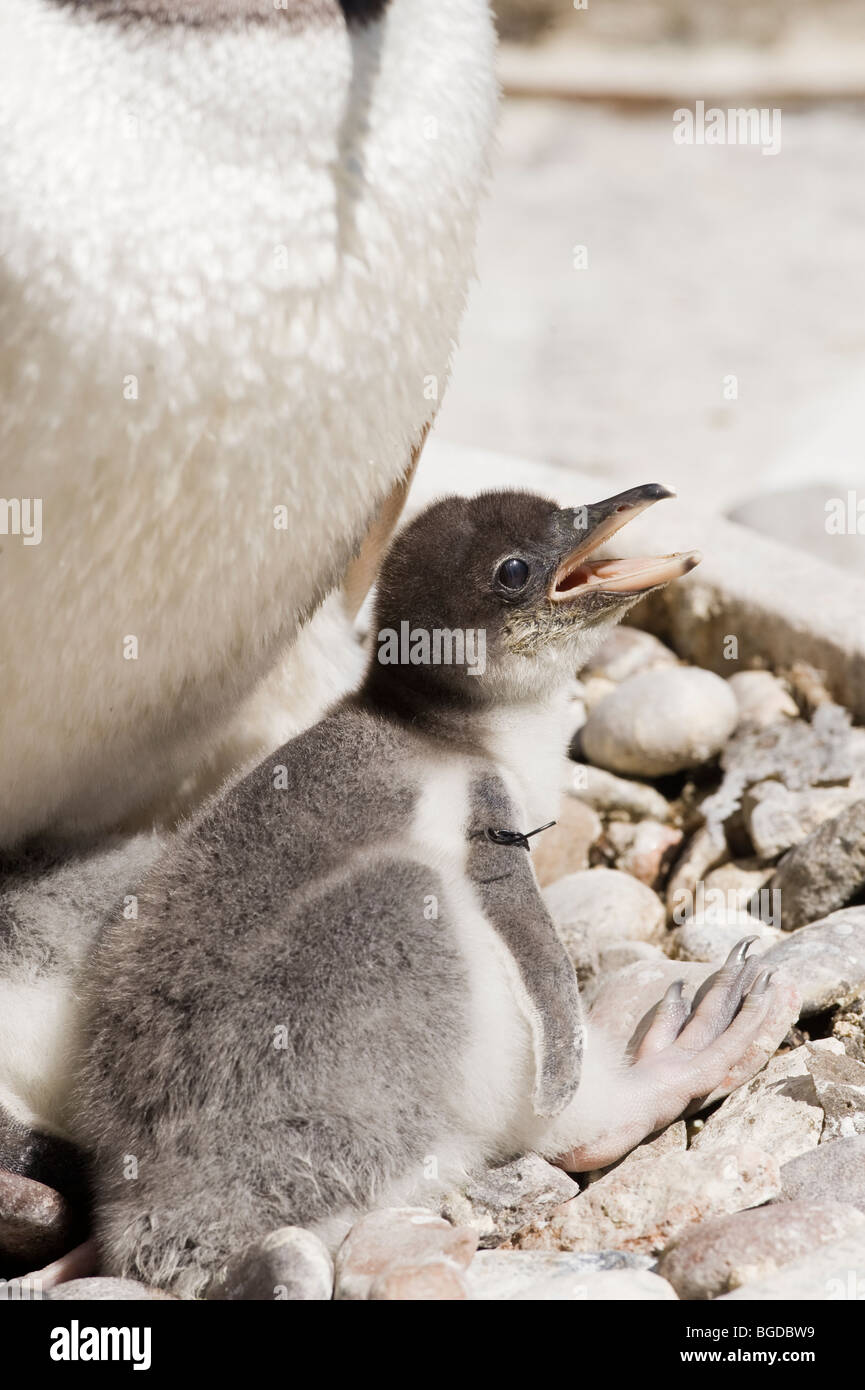 Gentoo penguin (Pygoscelis papua), chick in a zoo Stock Photo