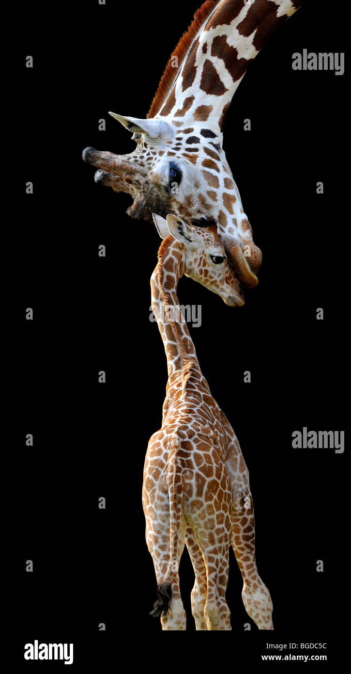 Somali Giraffe or Reticulated Giraffe (Giraffa camelopardalis reticulata), mother gently touching her cub Stock Photo