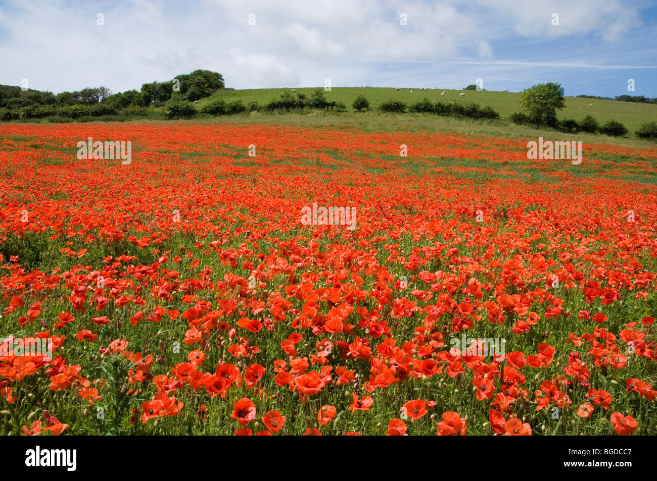 A FIELD OF RED POPPIES, SOUTHDOWNS, SUSSEX Stock Photo