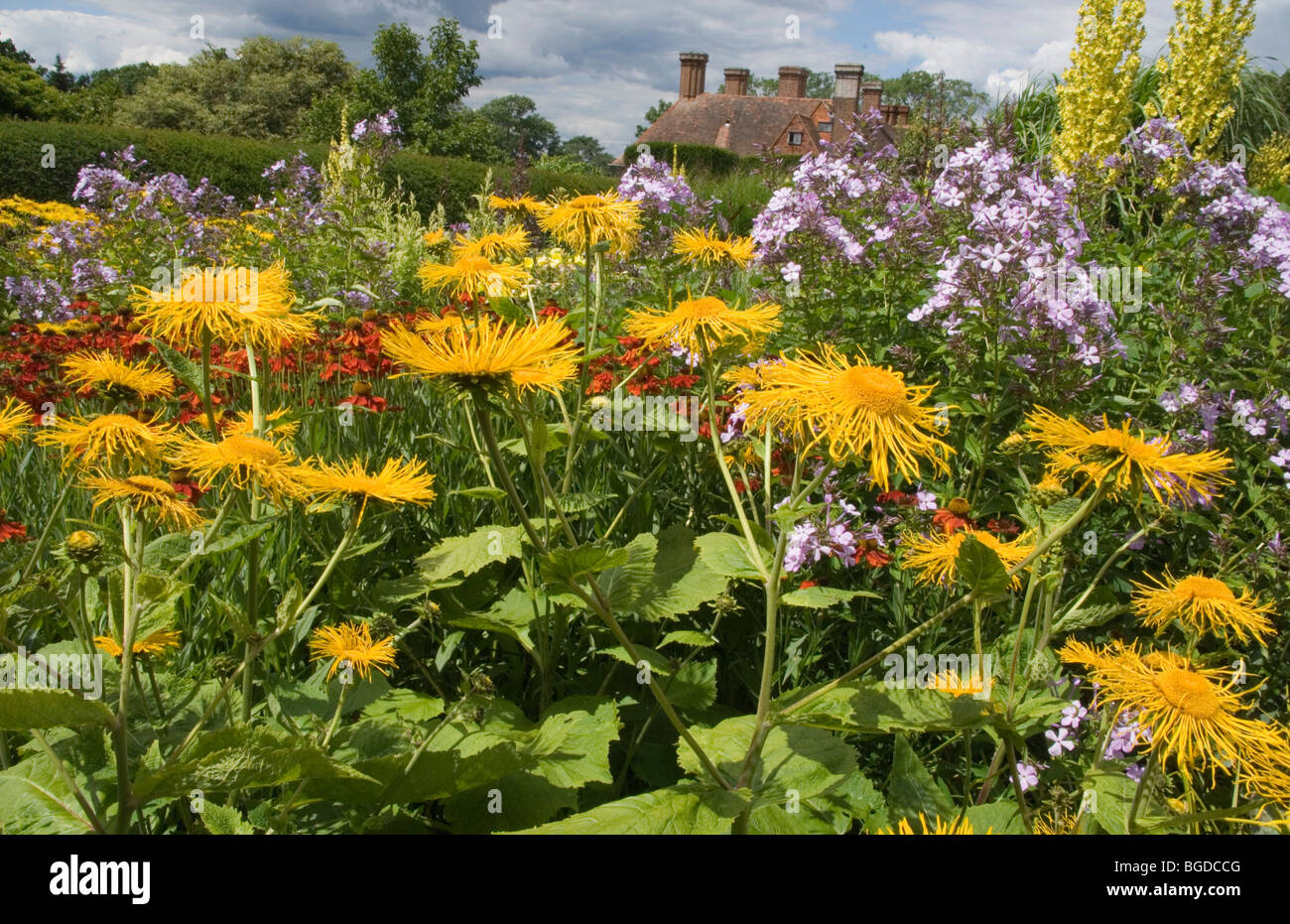 TELEKIA SPECIOSA FLOWERS AT GREAT DIXTER GARDENS, EAST SUSSEX. Stock Photo