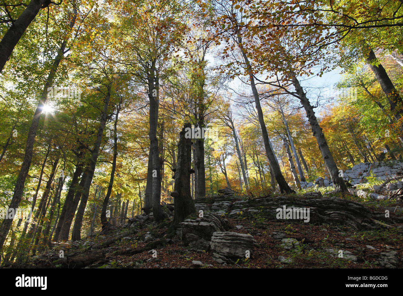Autumnal beech forest with rocks, Risnjak National Park, Gorski Kotar