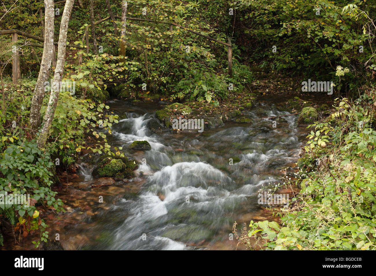 Risnjak mountain forest hi-res stock photography and images - Alamy