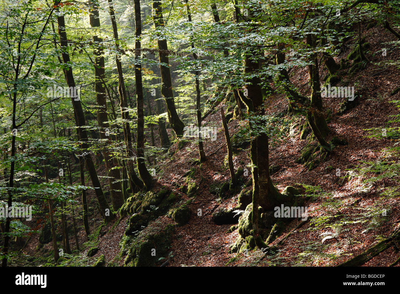 Montane forest, Risnjak National Park, Gorski Kotar region, Croatia, Europe Stock Photo
