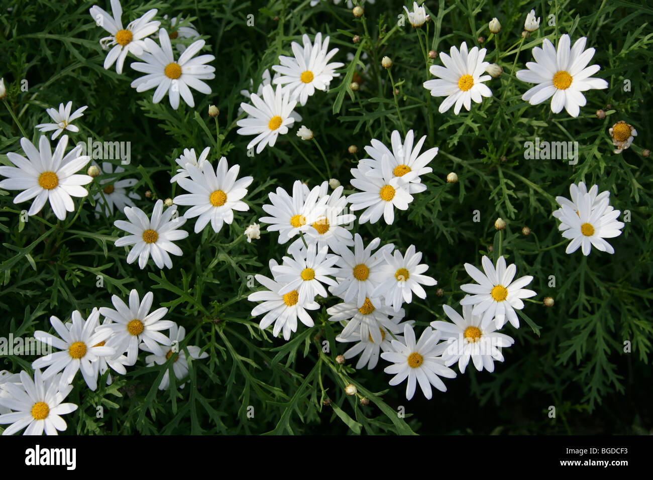 Marguerite Daisies Argyranthemum Frutescens Subsp Canariae Stock Photo Alamy
