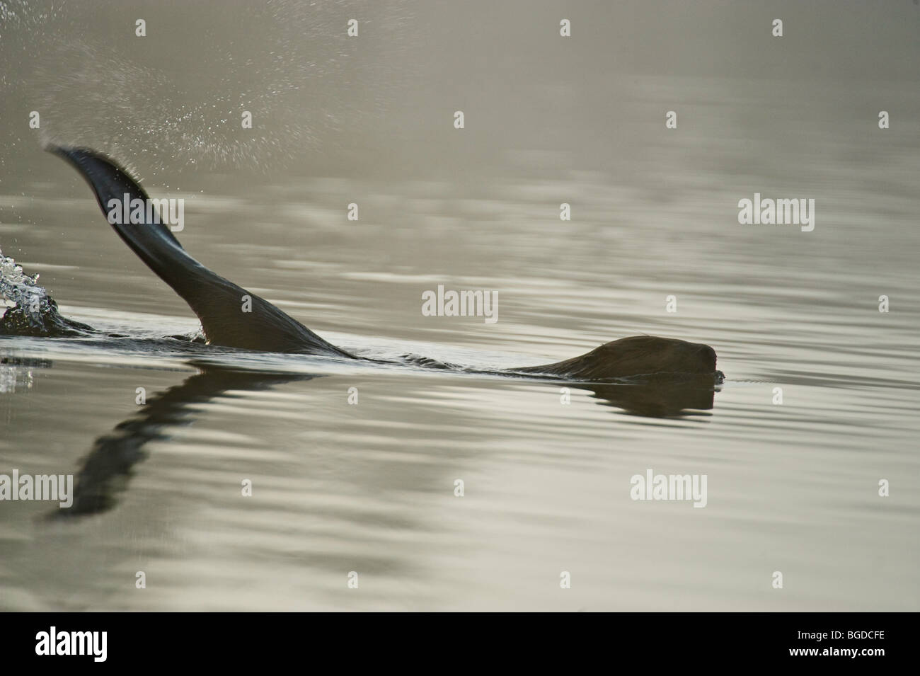 Beaver slapping tail hires stock photography and images Alamy