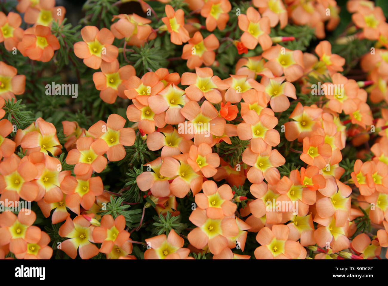 Oxalis Massoniana, Oxalidaceae, South Africa Stock Photo Alamy