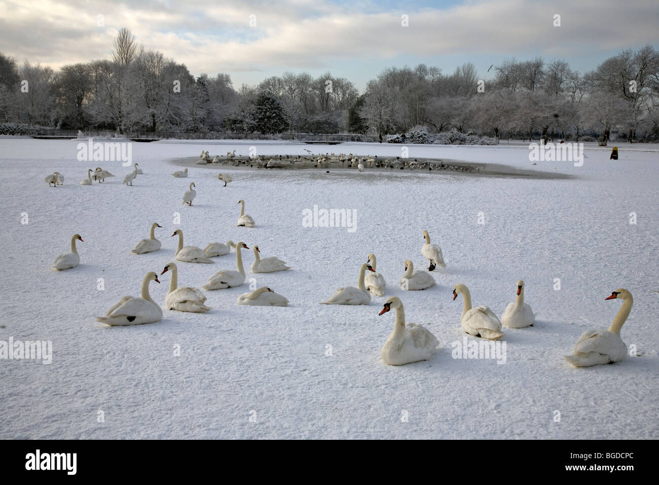 swans on an icy pond in richmond park in glasgow Stock Photo