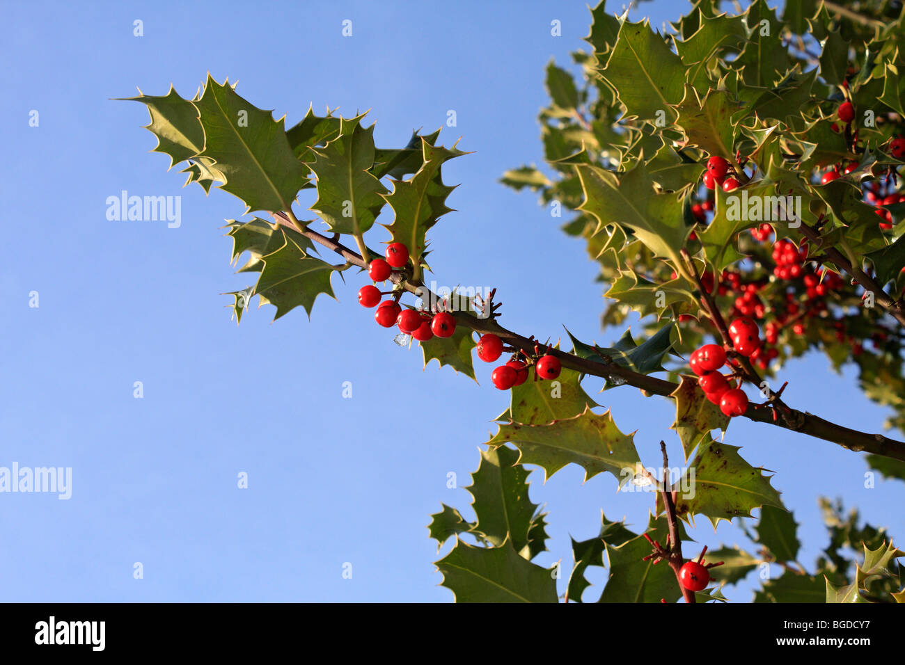 Holly Bush High Resolution Stock Photography And Images Alamy