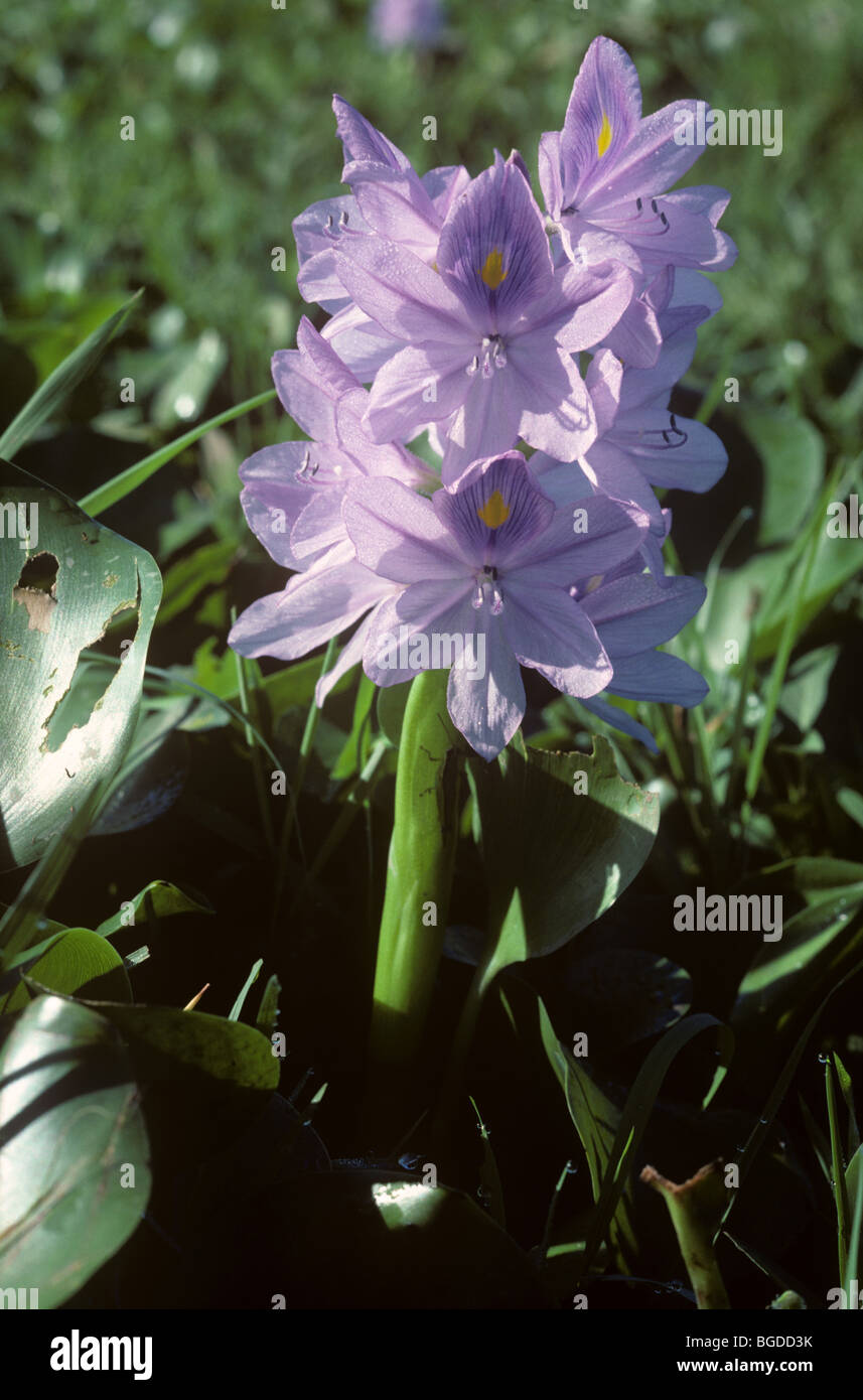 Water hyacinth (Eichhornia crassipes) plant flowering in a rice paddy Stock Photo