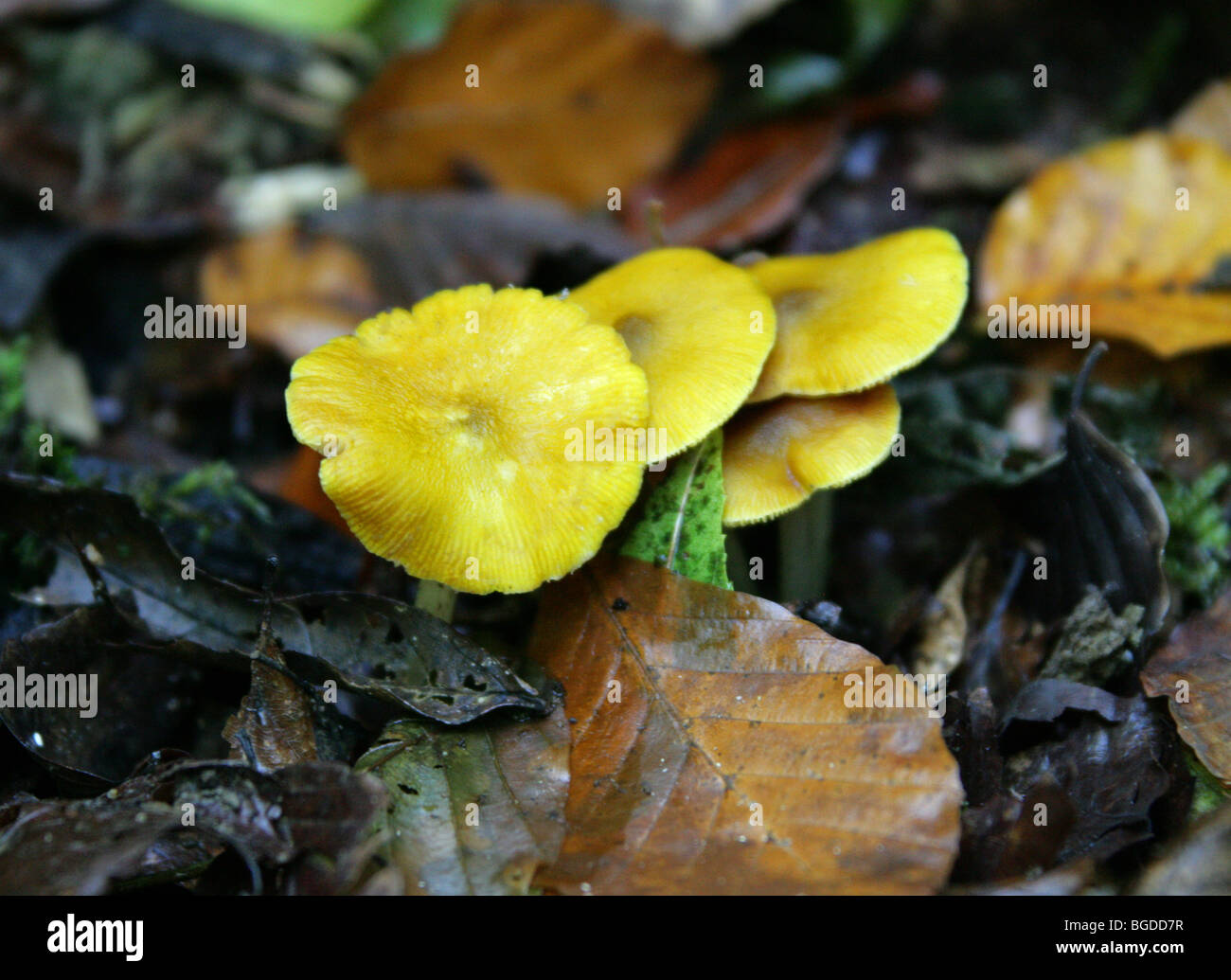 Yellow Shield Toadstools, Pluteus chrysophaeus (P. luteovirens), Pluteaceae Stock Photo