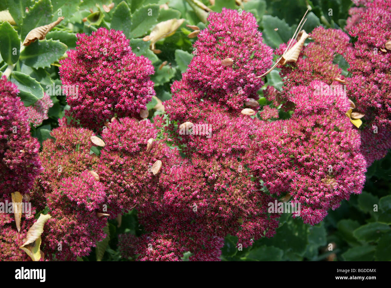 Sedum 'Herbstfreude', Crassulaceae.  A hybrid of Hylotelephium telephium and Hylotelephium spectabile. Stock Photo