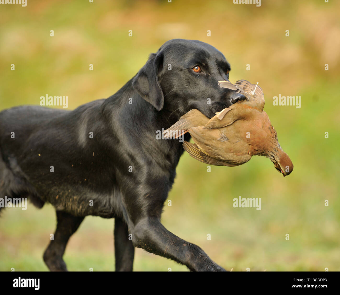 black labrador carrying partridge Stock Photo Alamy