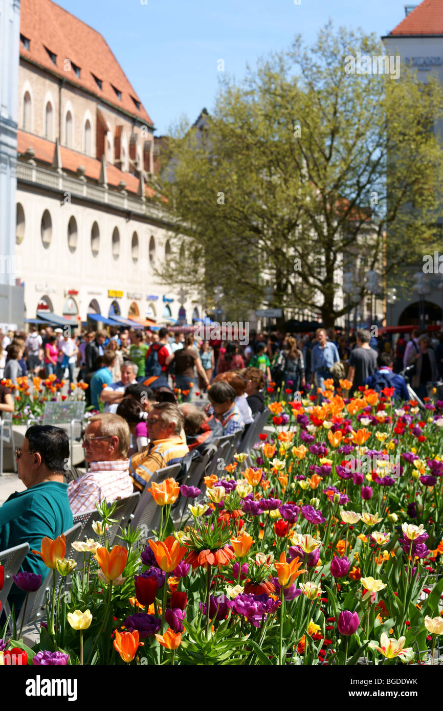 Flowers in a pedestrian zone, Munich, Bavaria, Germany, Europe Stock