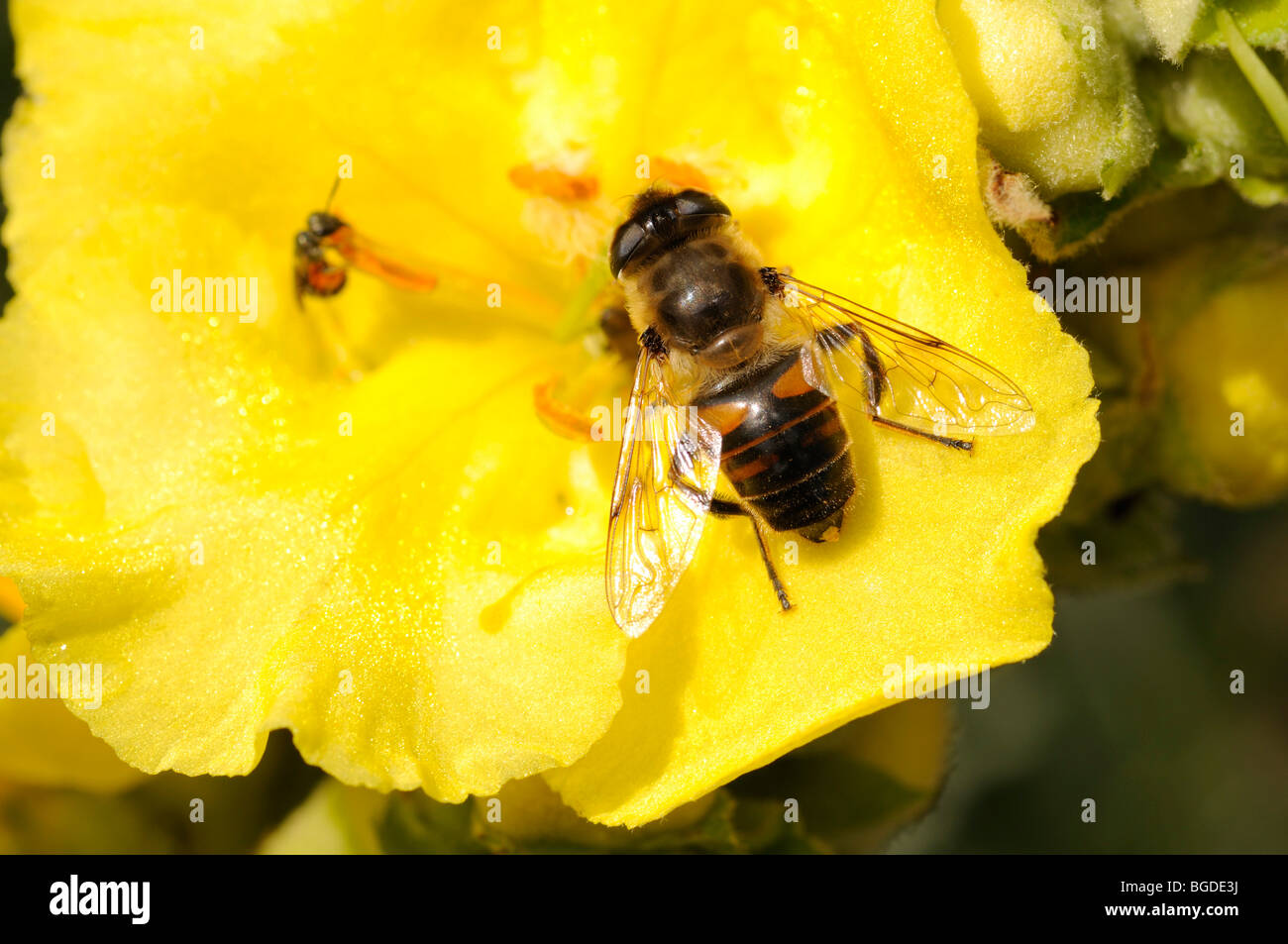 Honeybee (Apis) on blossom, South Tyrol, Italy, Europe Stock Photo