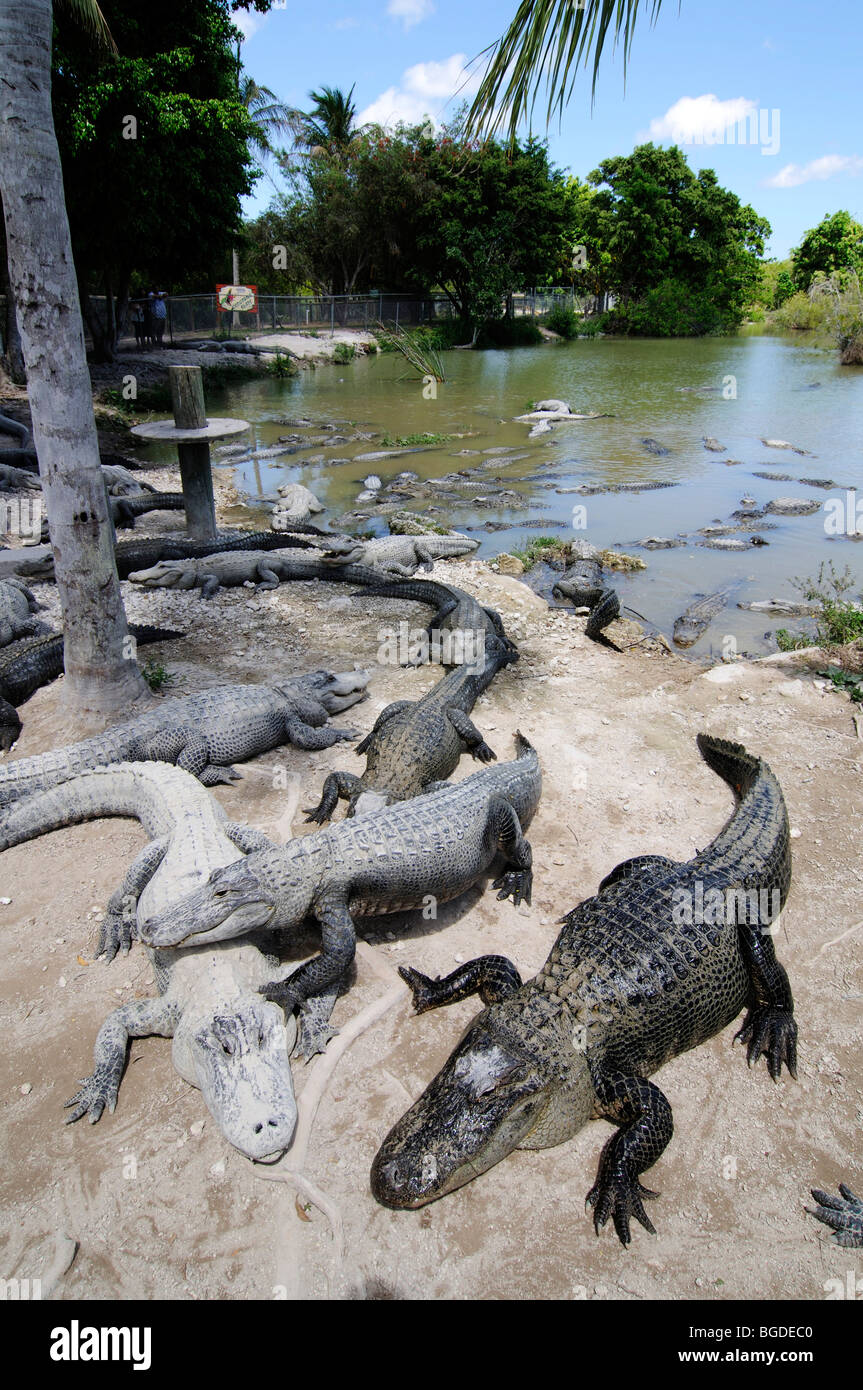 Everglades Alligator Farm Ticket
