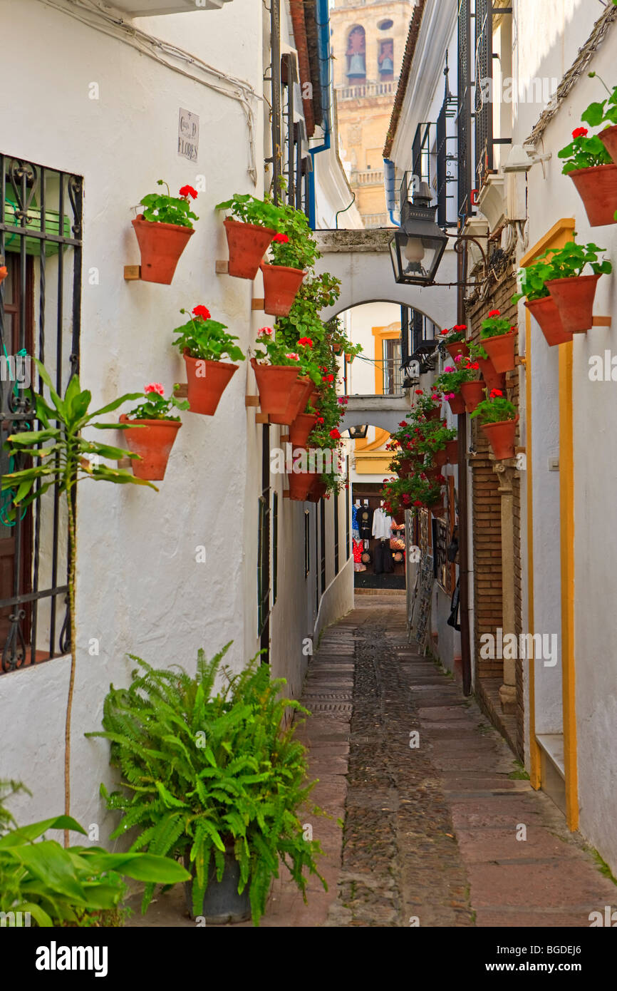 Calleja de las Flores and the bell tower of the Mezquita (Cathedral Mosque) in the City of Cordoba, UNESCO World Heritage Site, Stock Photo