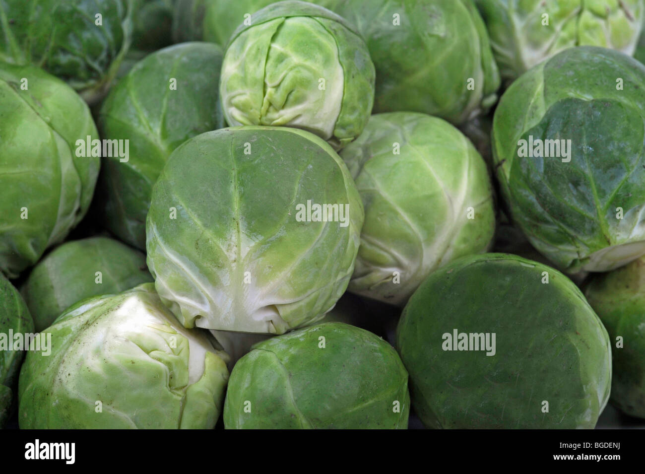 Brussels sprouts (Brassica oleracea Stock Photo Alamy