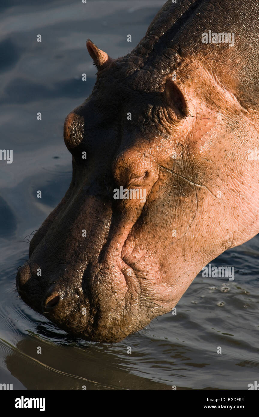 Hippo Hippopotamus amphibius Stock Photo