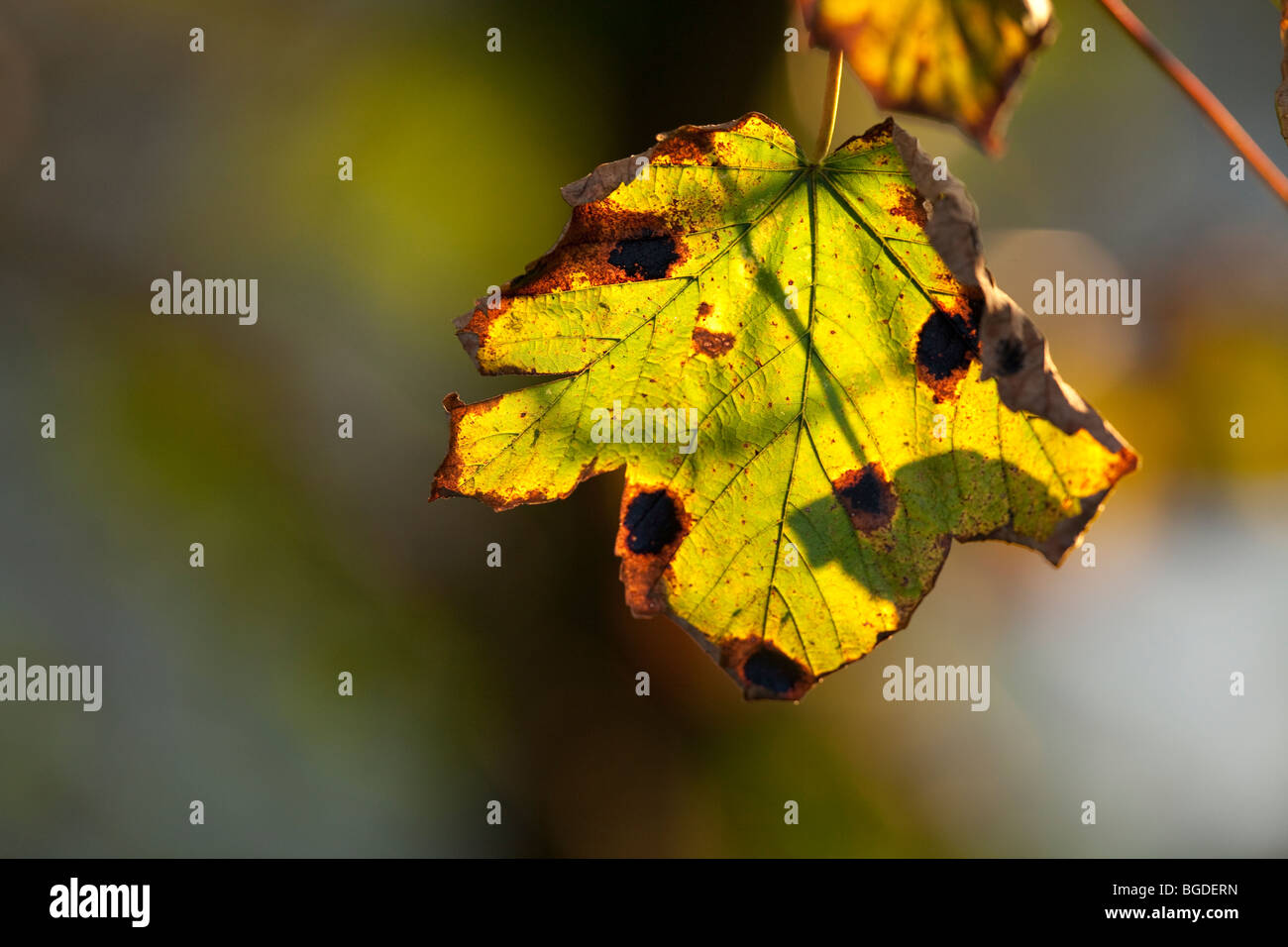 Sunlit sycamore leaves hi-res stock photography and images - Alamy