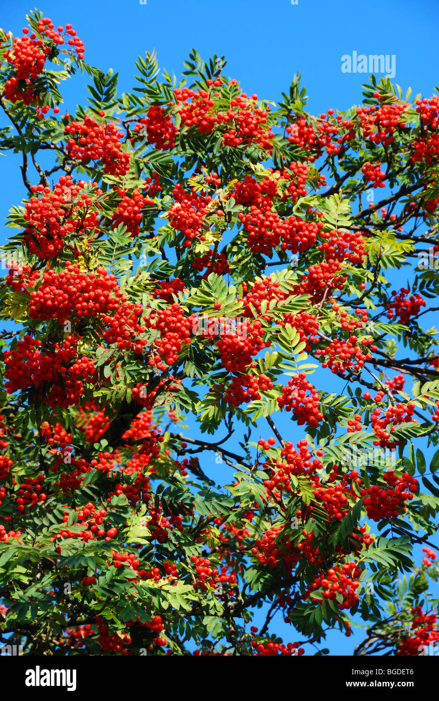 Bunches of berries hi-res stock photography and images - Alamy