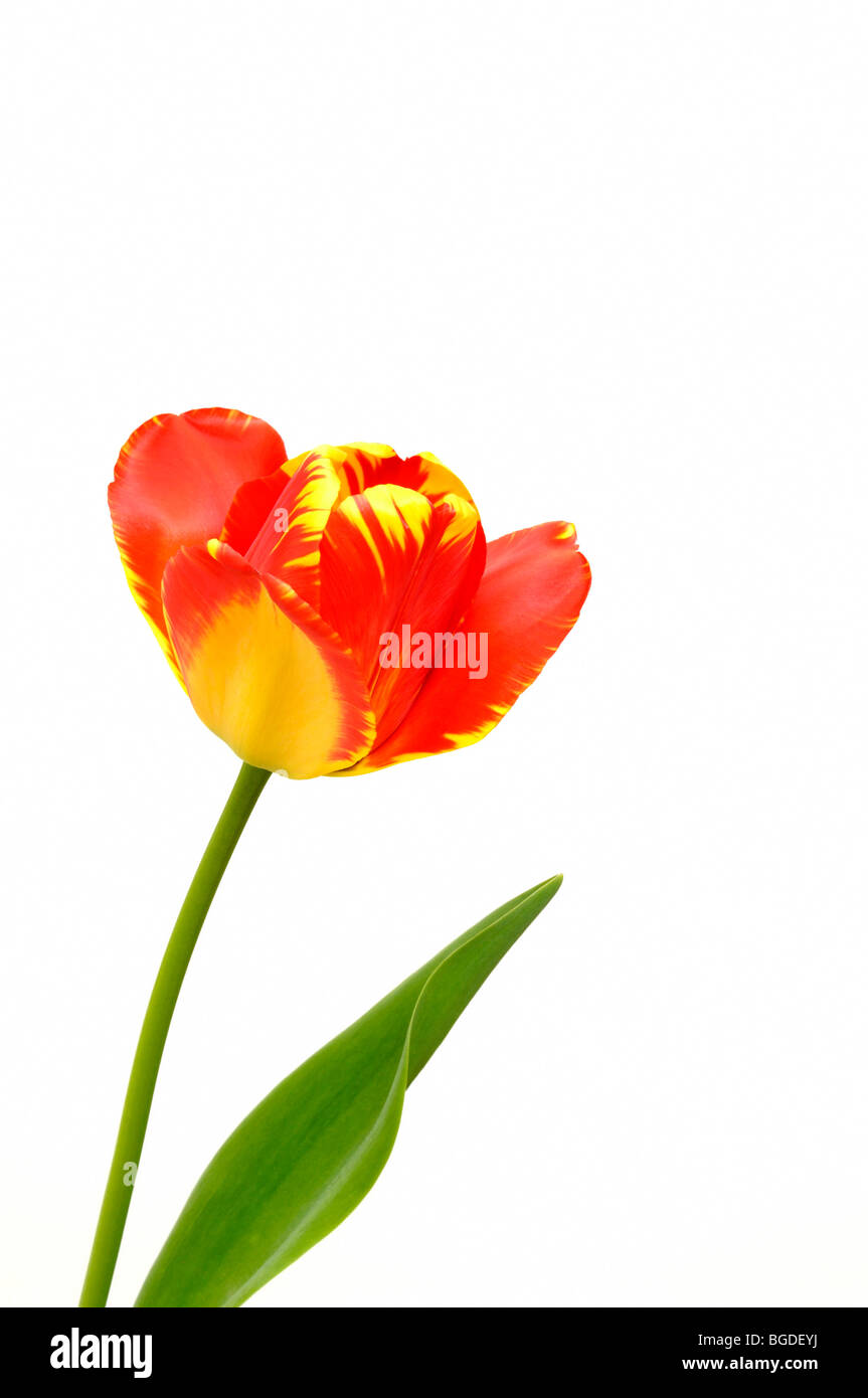Tulip (Tulipa), red, yellow Stock Photo