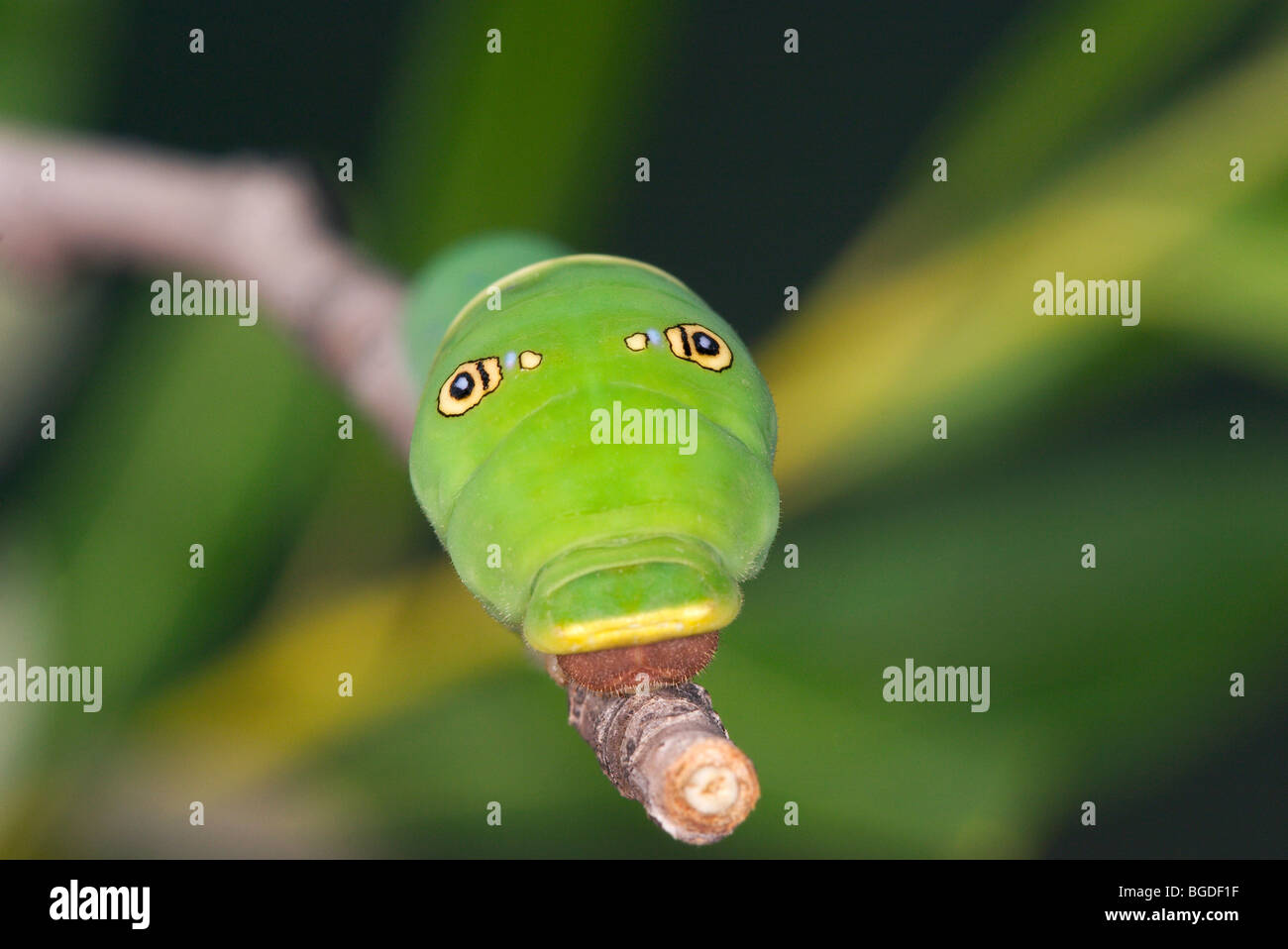 Western Tiger Swallowtail Caterpillar or larva Stock Photo - Alamy