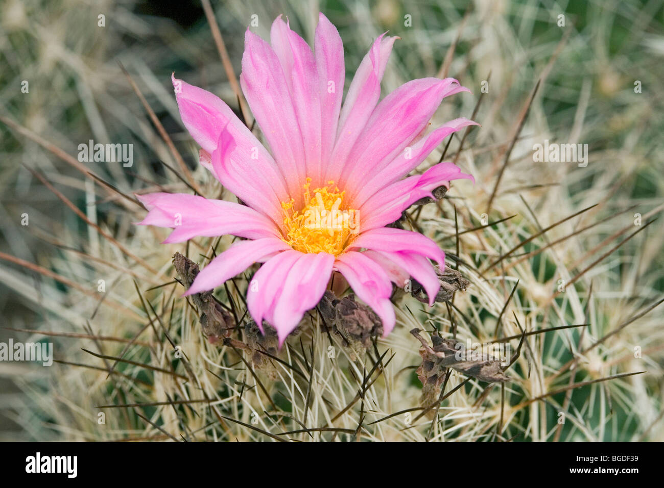 Whiskerbush Pincushion cactus Stock Photo Alamy