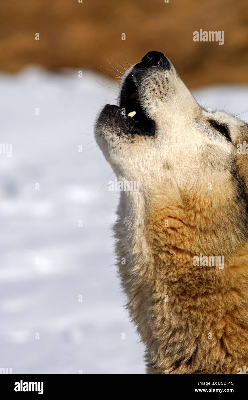 Howling Greenland Dog, sled dog Stock Photo