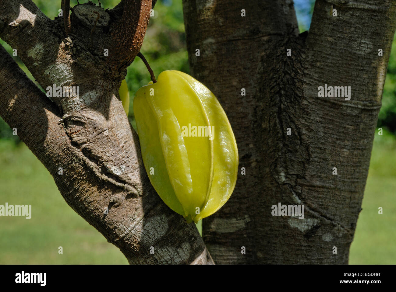 Star fruit, carambola (Averrhoa carambola), St. Croix island, U.S. Virgin Islands, United States Stock Photo