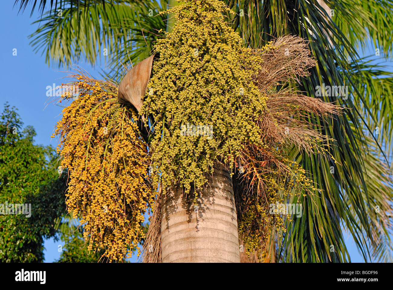Date palm (Phoenix dactylifera), with seed heads, St. Croix island, U.S. Virgin Islands, United States Stock Photo