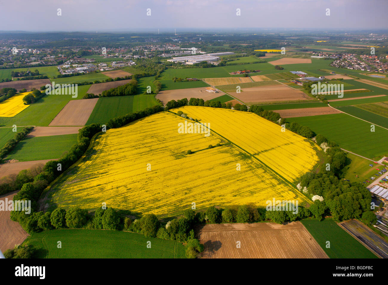 Aerial photo, canola fields in RecklinghausenEssel, Ruhrgebiet region