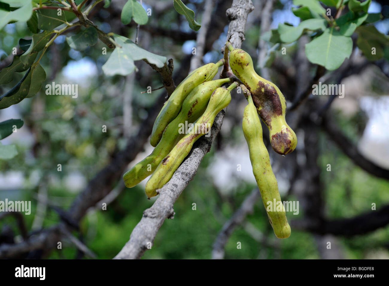 Unripe carob pods on tree (Ceratonia siliqua Stock Photo Alamy