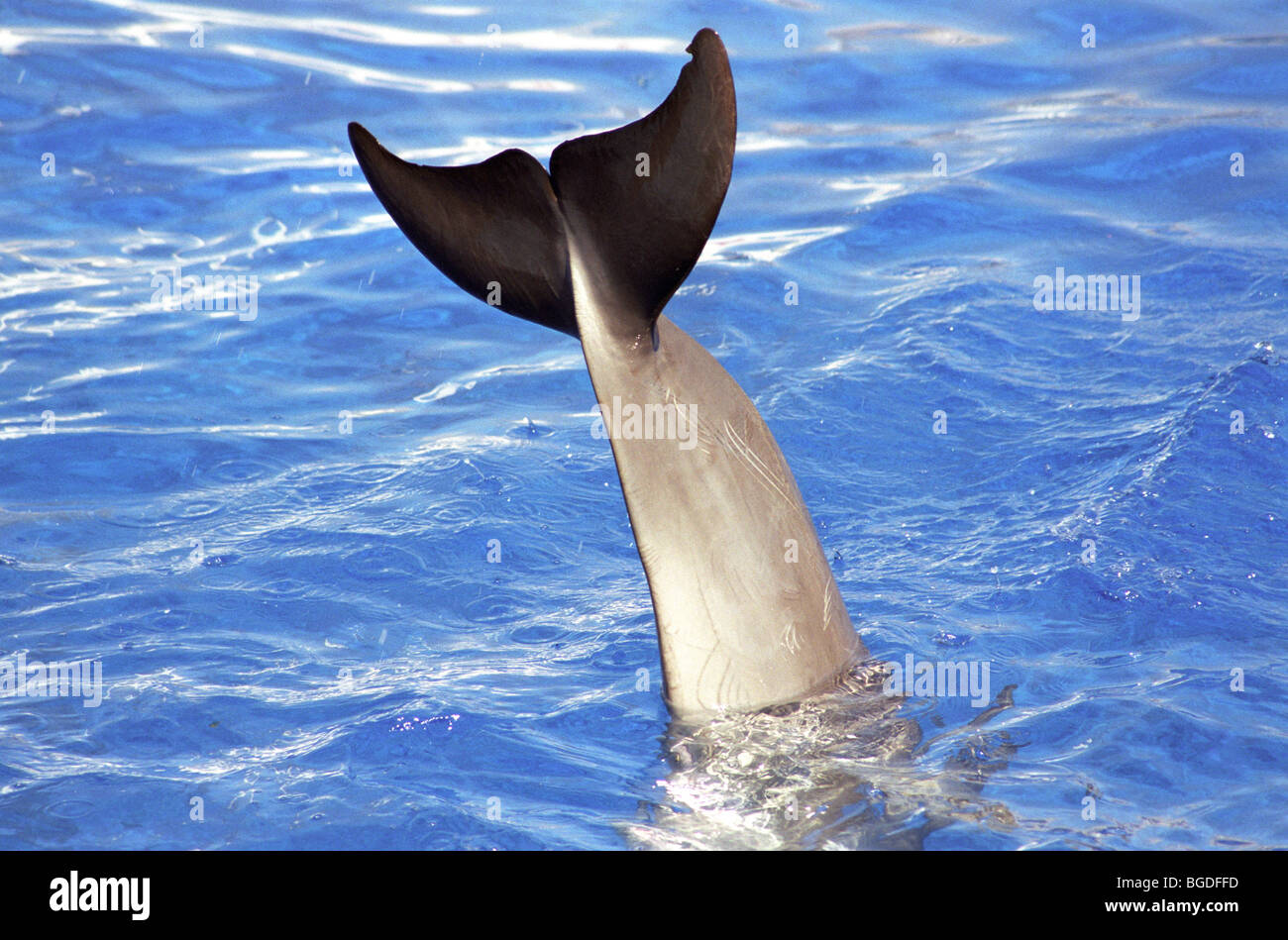 Dolphin Show in Oceanografico in Valenica, Spain, Europe Stock Photo