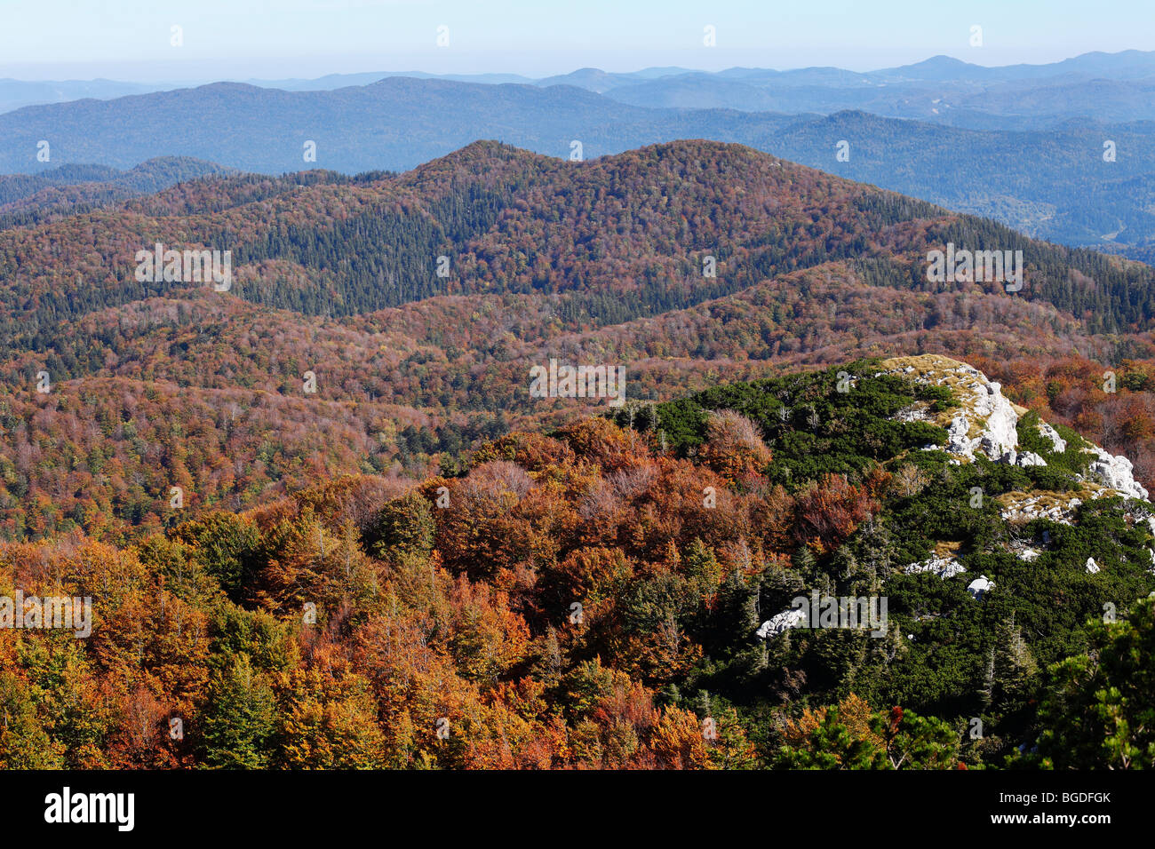 Autumnal beech forest, view from the Veliki Risnjak peak, Risnjak National Park, Gorski Kotar region, Croatia, Europe Stock Photo
