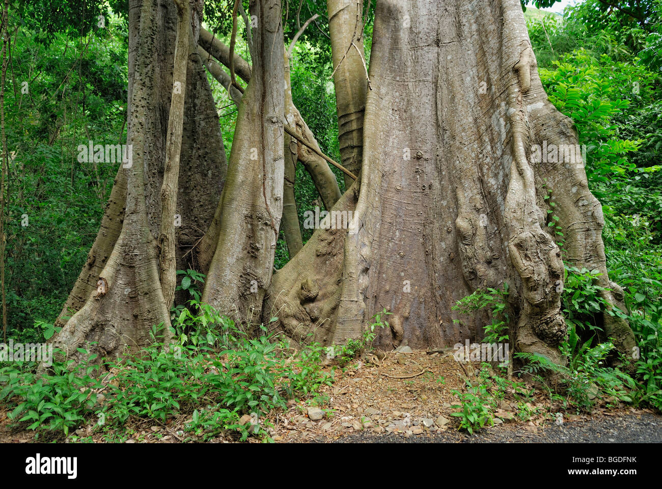 Kapok trees (Ceiba pentandra) in the tropical rainforest, St. Croix island, U.S. Virgin Islands, United States Stock Photo