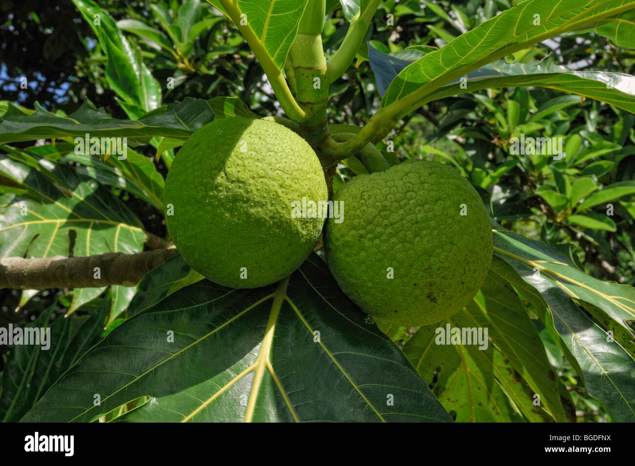 Edible fruits of the breadfruit tree (Artocarpus altilis), St. Croix island, U.S. Virgin Islands, United States Stock Photo