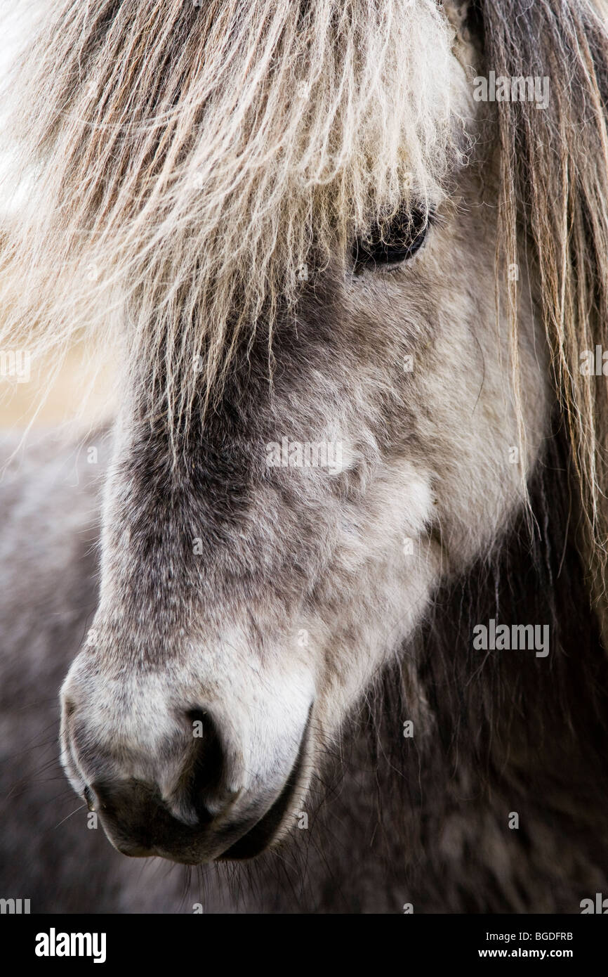 Icelandic horse. South Iceland Stock Photo Alamy