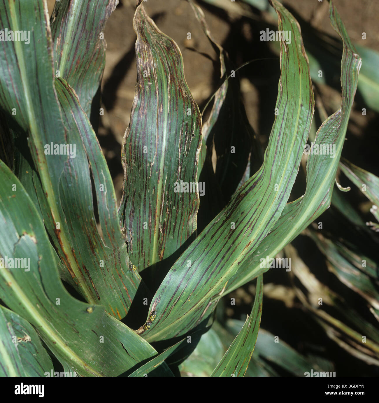 Streak spot or bacterial streak (Xanthomonas vasicola pv. holcicola) symptoms on crop sorghum leaves, South Africa Stock Photo
