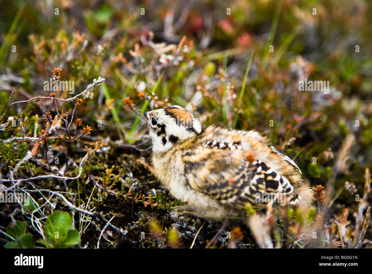 Rock Ptarmigan chick (Lagopus muta). Iceland. Stock Photo