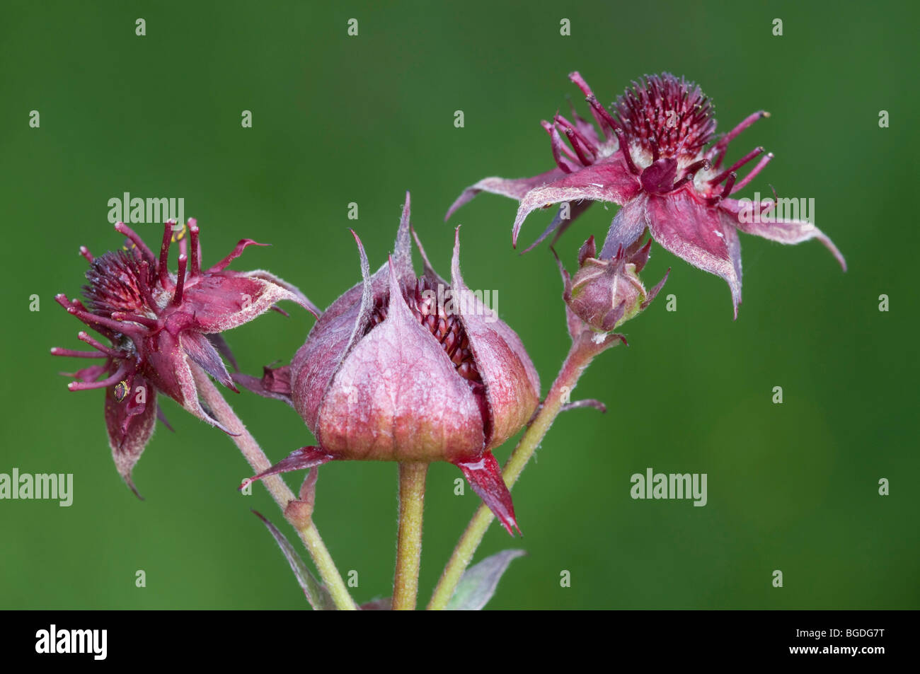 Swamp Cinquefoil (Comarum palustre), Lake Wagenbruech, Gerold, Bavaria, Germany, Europe Stock Photo