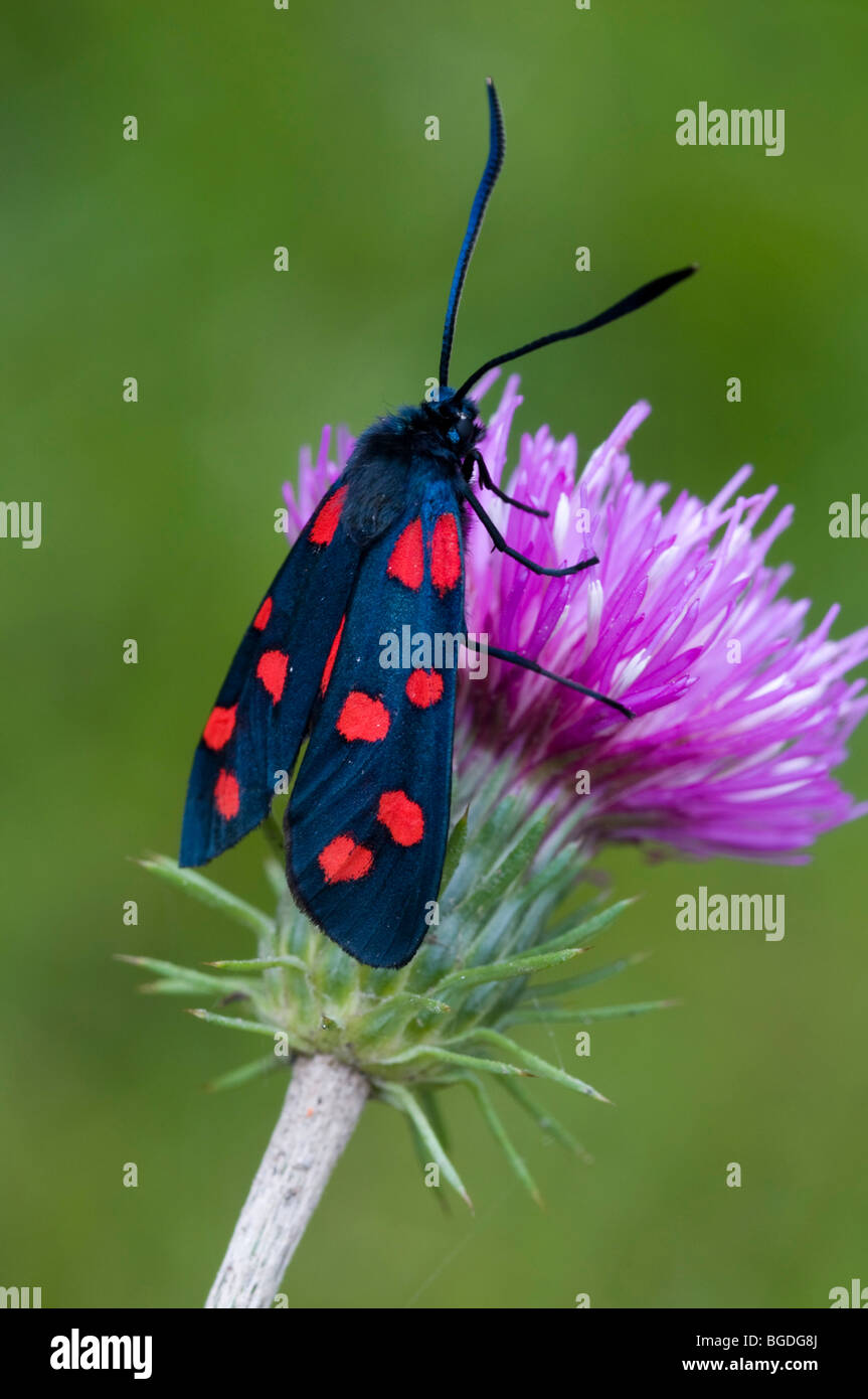 Variable Burnet Moth (Zygaena ephialtes), Lake Lutten, Mittenwald, Bavaria, Germany, Europe Stock Photo